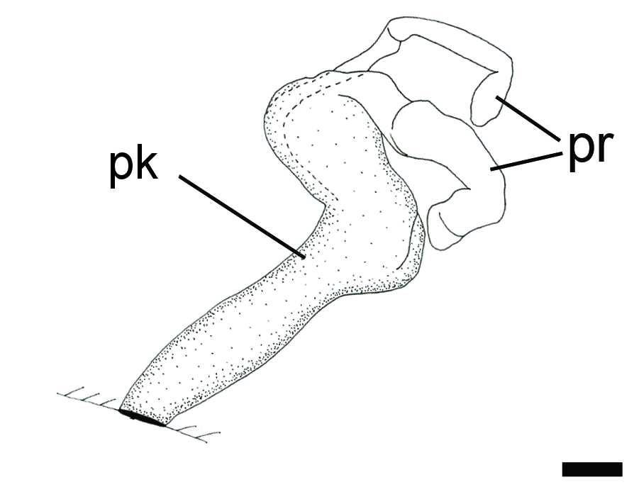 Bløtdyr: Diaphana hiemalis.