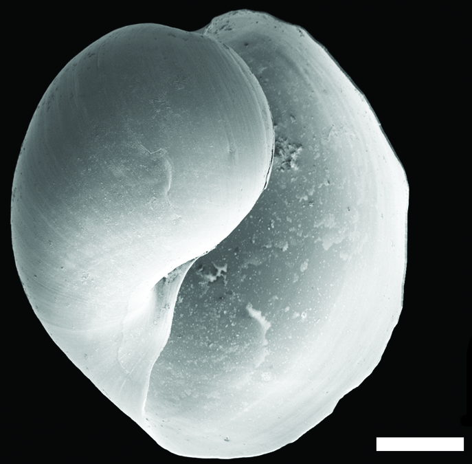 Bløtdyr: Diaphana hiemalis.