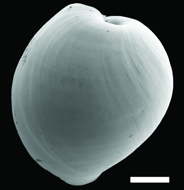 Boblesnegler: Diaphana hiemalis.