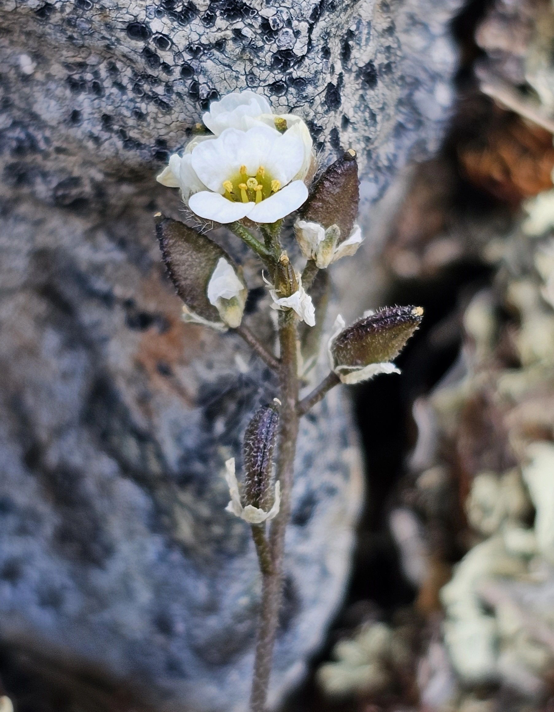 Sørlig tinderublom.