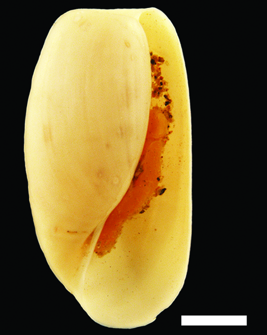 Bløtdyr: Diaphana lactea.