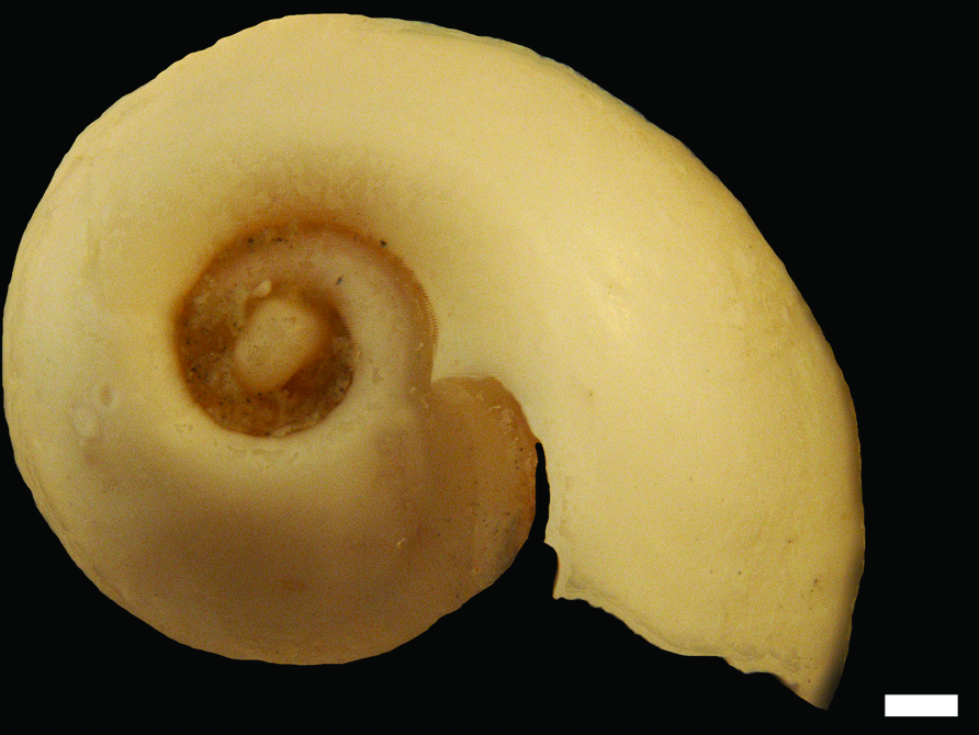 Bløtdyr: Diaphana lactea.