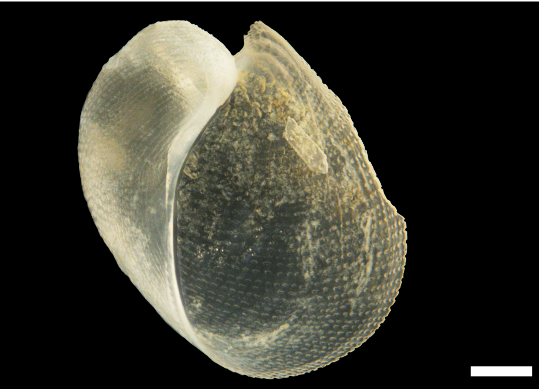 Boblesnegler: Philine punctata.