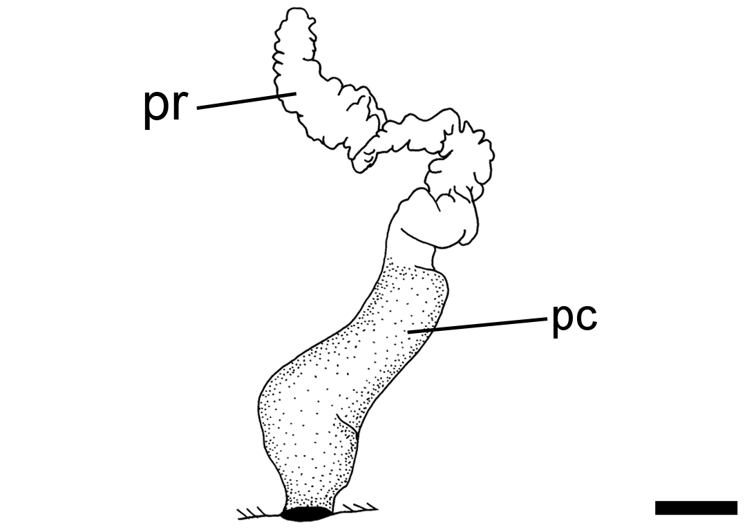 Bløtdyr: Philine quadrata.