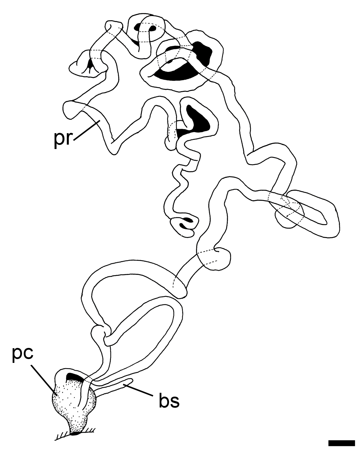 Bløtdyr: Philine quadripartita.