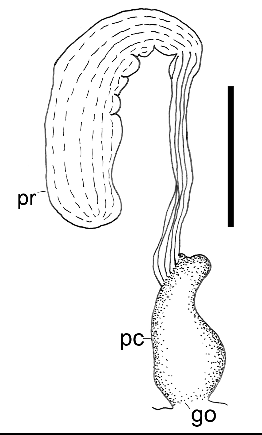 Bløtdyr: Scaphander punctostriatus.