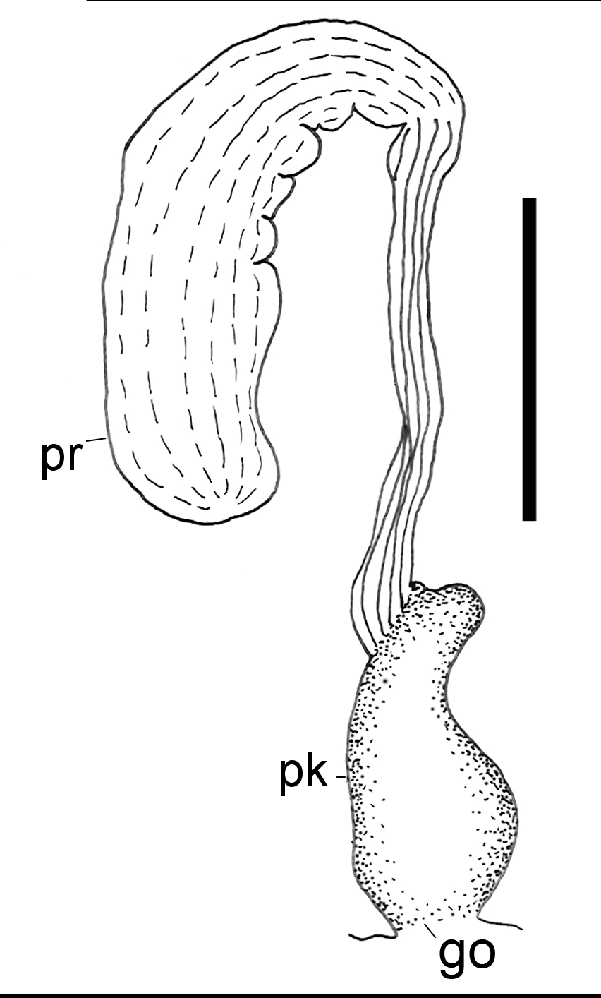 Boblesnegler: Scaphander punctostriatus.