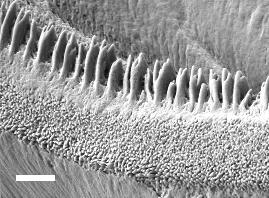 Bløtdyr: Scaphander punctostriatus.