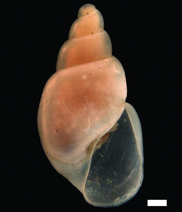 Boblesnegler: Toledonia limnaeoides.