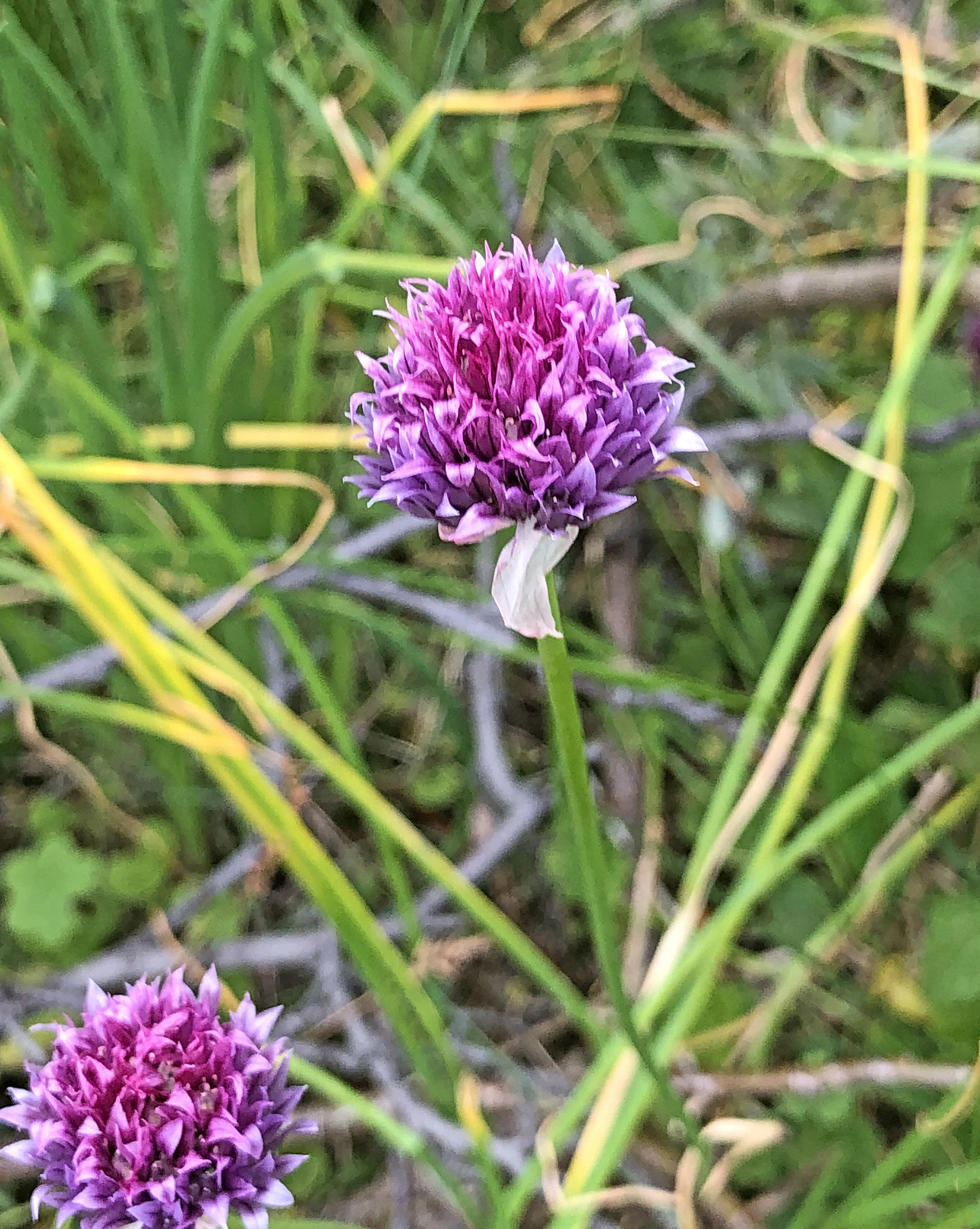 Sibirgrasløk.