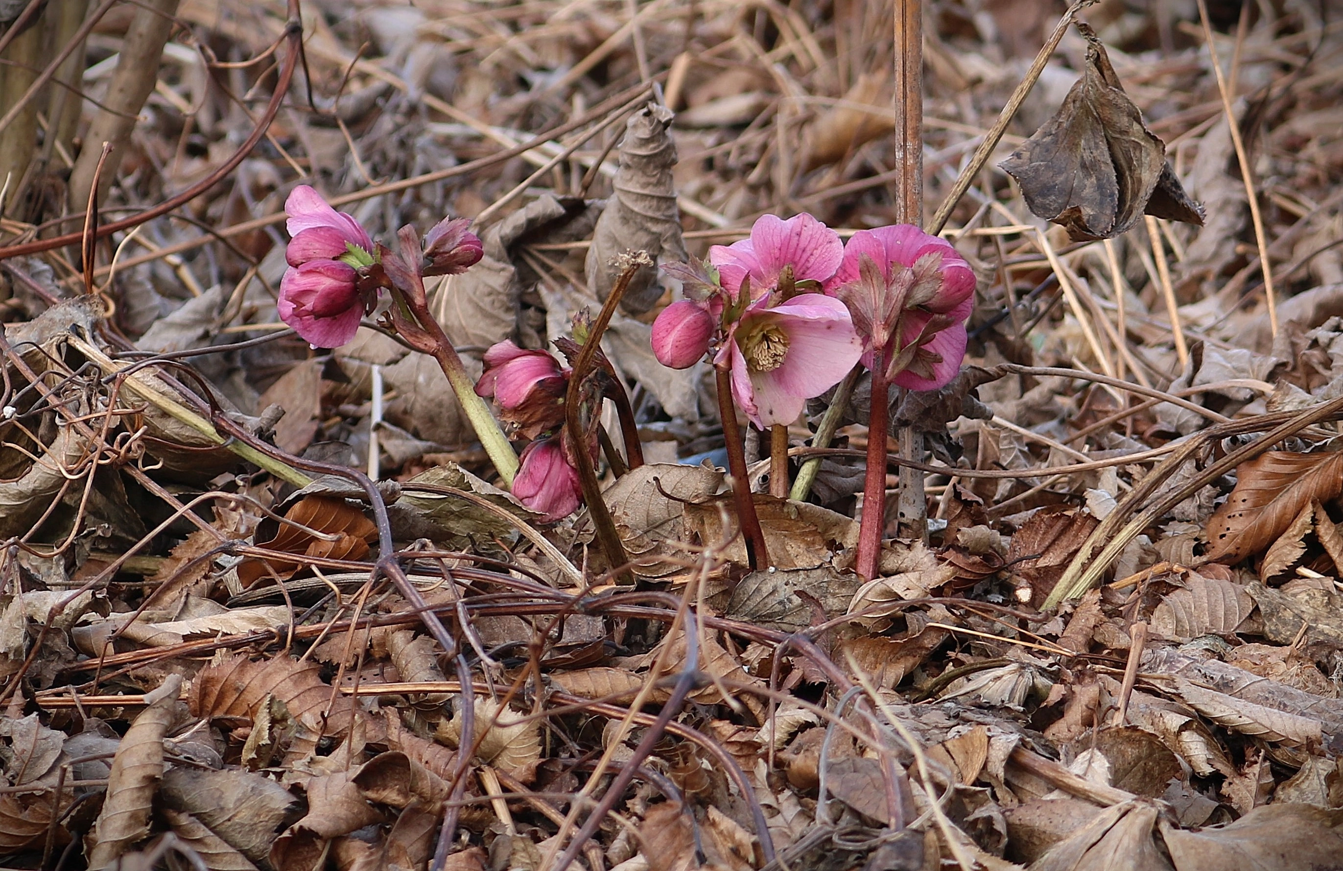 Orientjulerose.