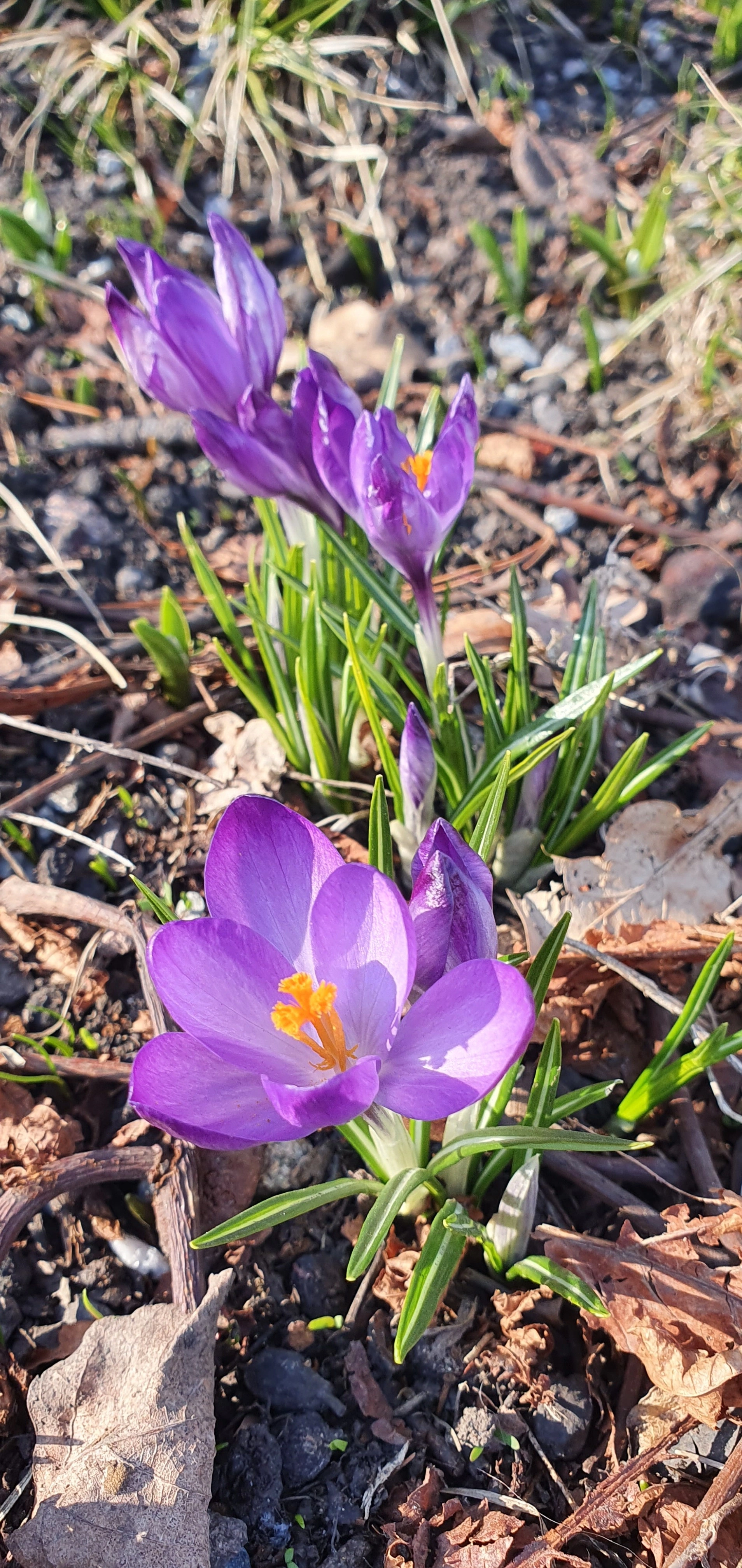 Vårkrokus.