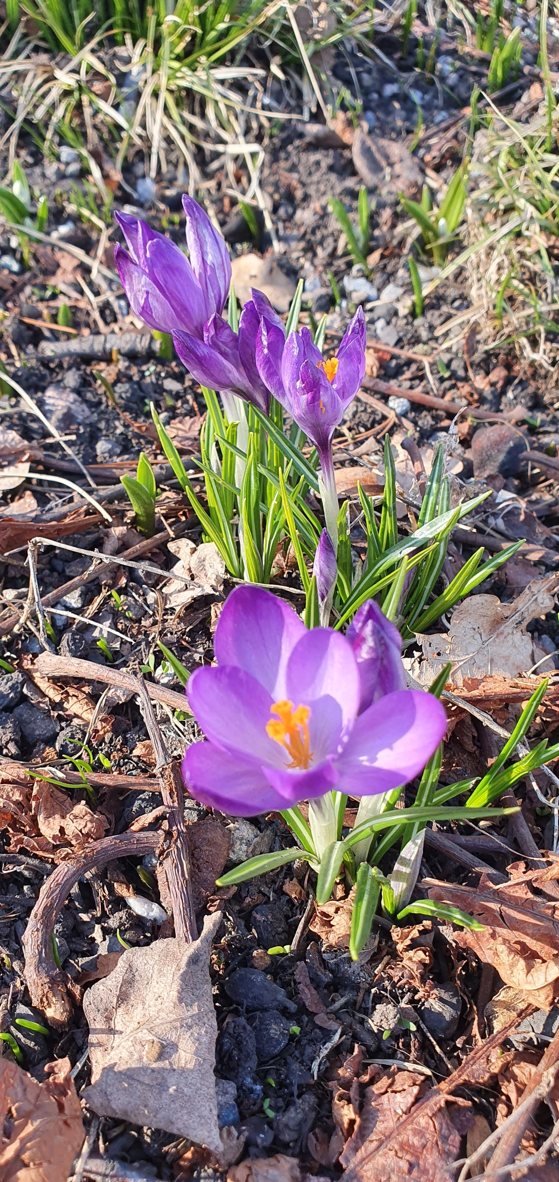 Vårkrokus.