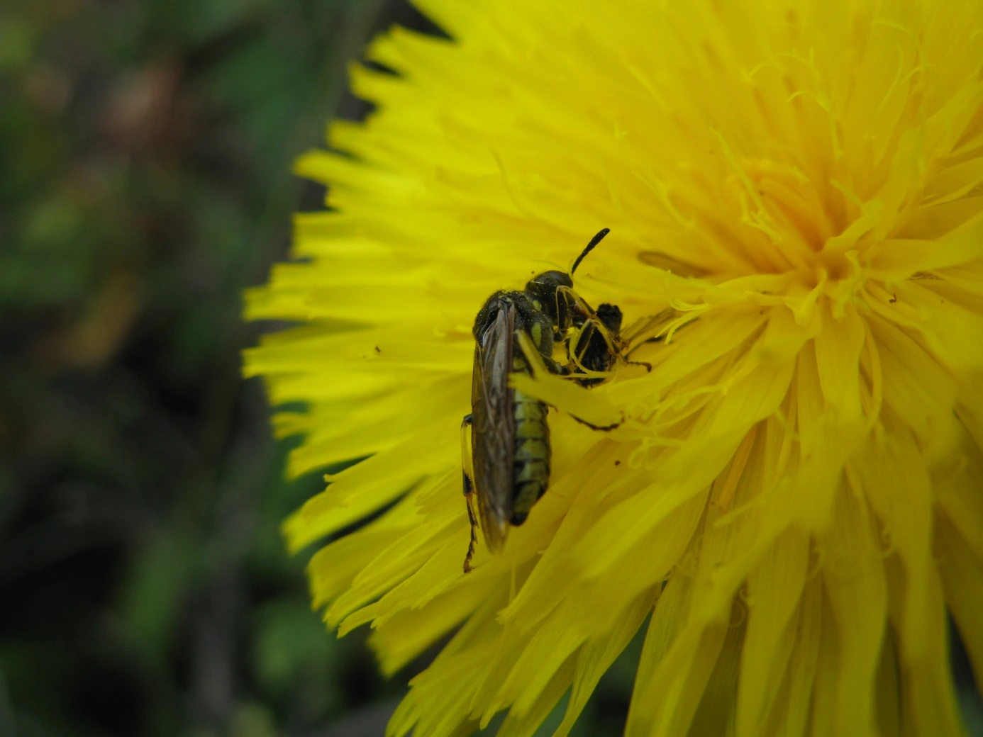 Vepser: Tenthredo brevicornis.