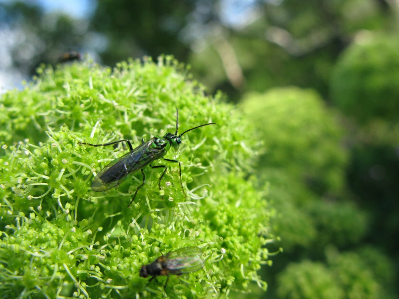 Vepser: Tenthredo olivacea.