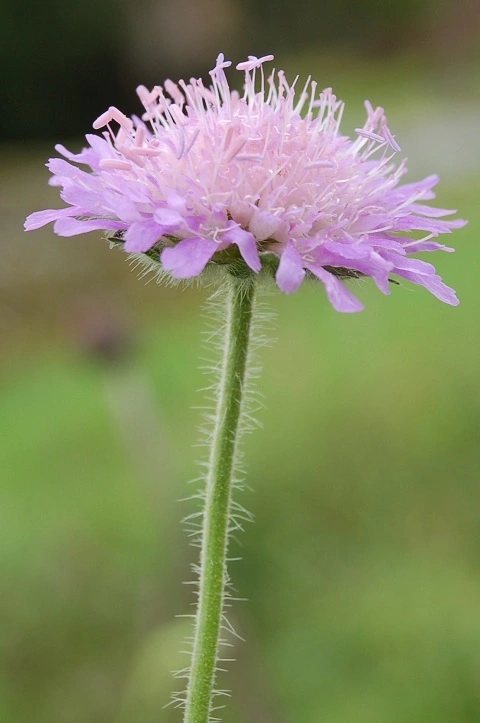 Rødknapp.