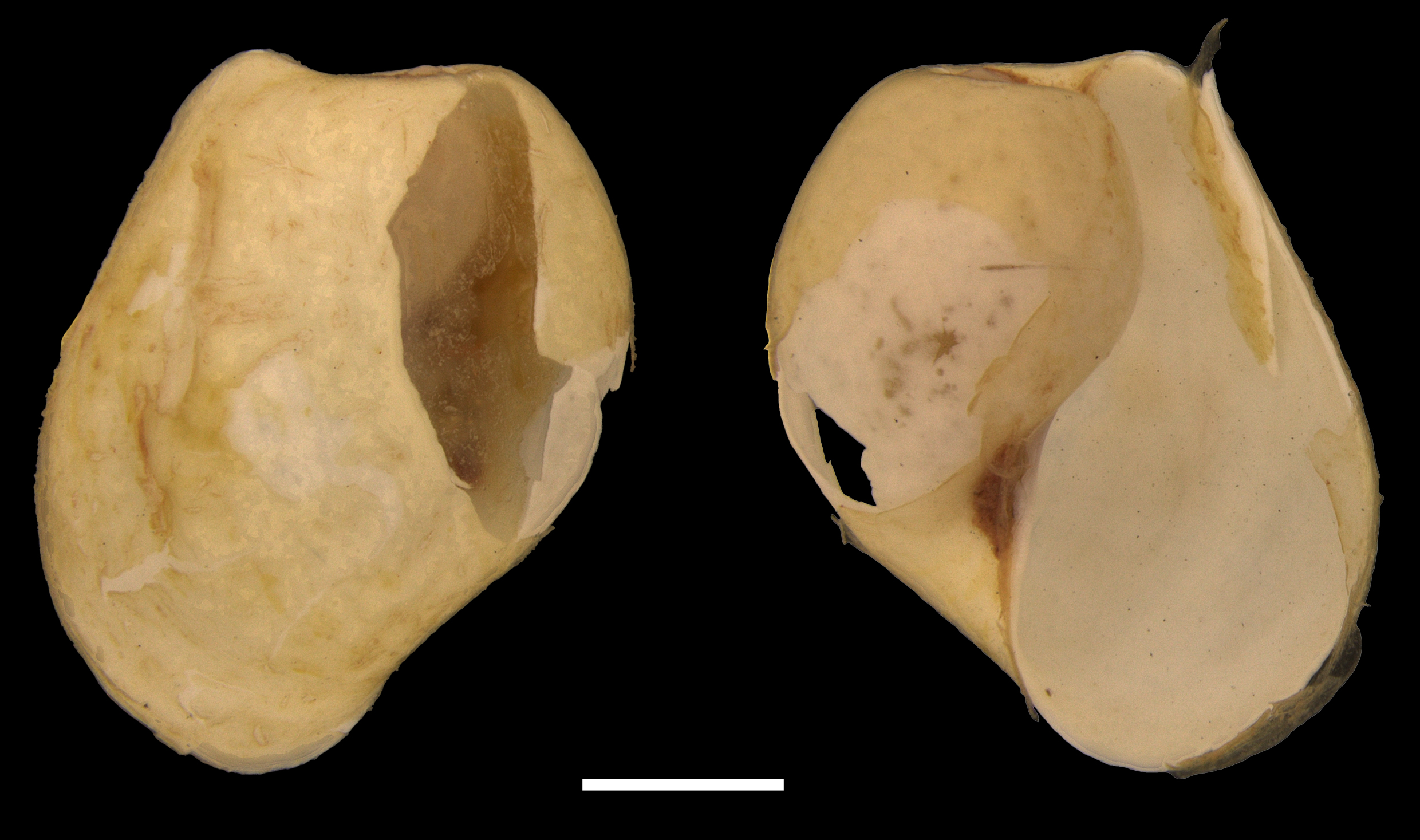 Bløtdyr: Diaphana glacialis.