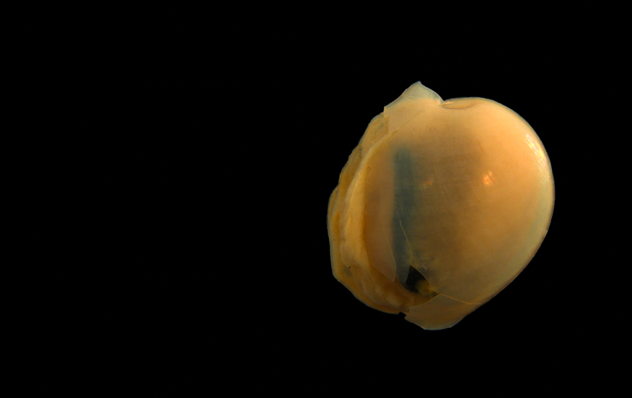 Boblesnegler: Diaphana hiemalis.