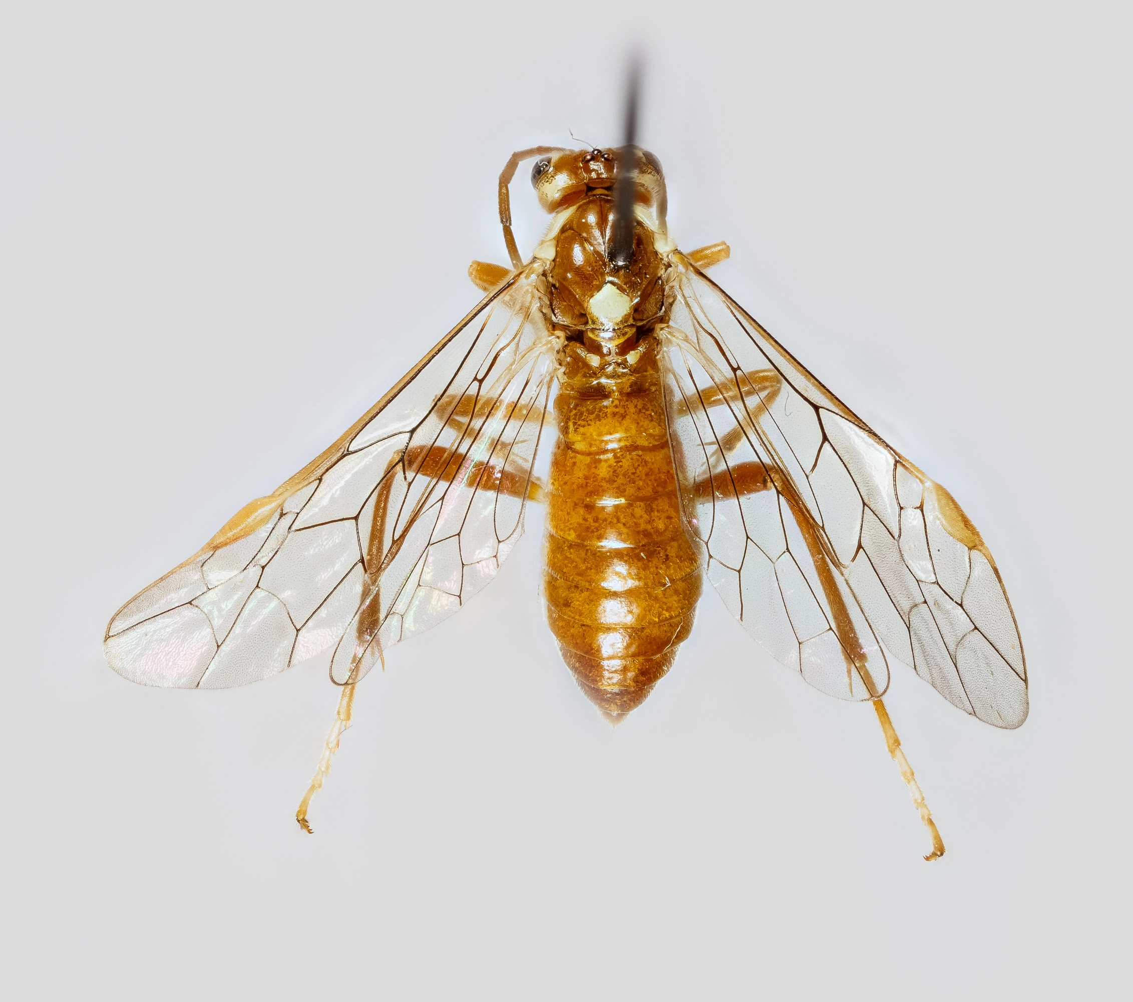 Vepser: Tenthredopsis auriculata.