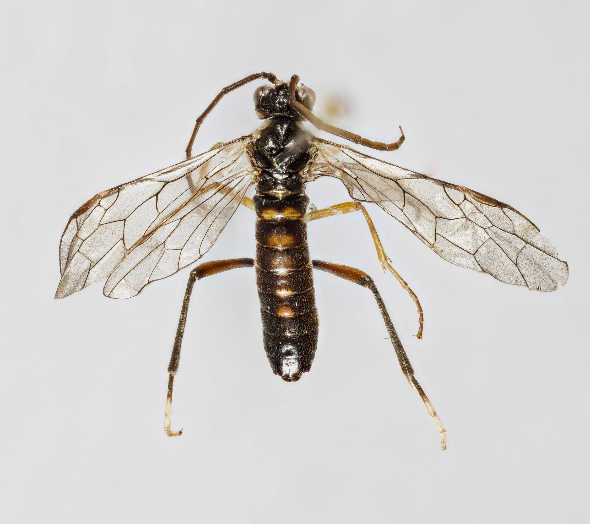 Vepser: Tenthredopsis auriculata.