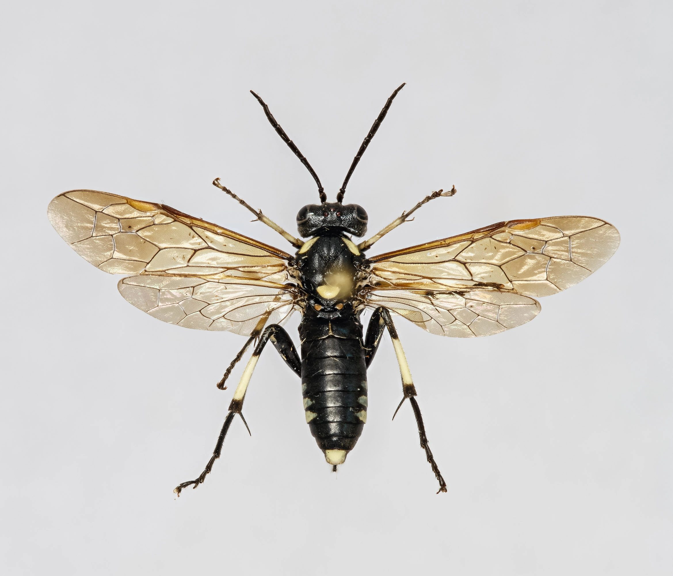 Plantevepser: Macrophya duodecimpunctata.