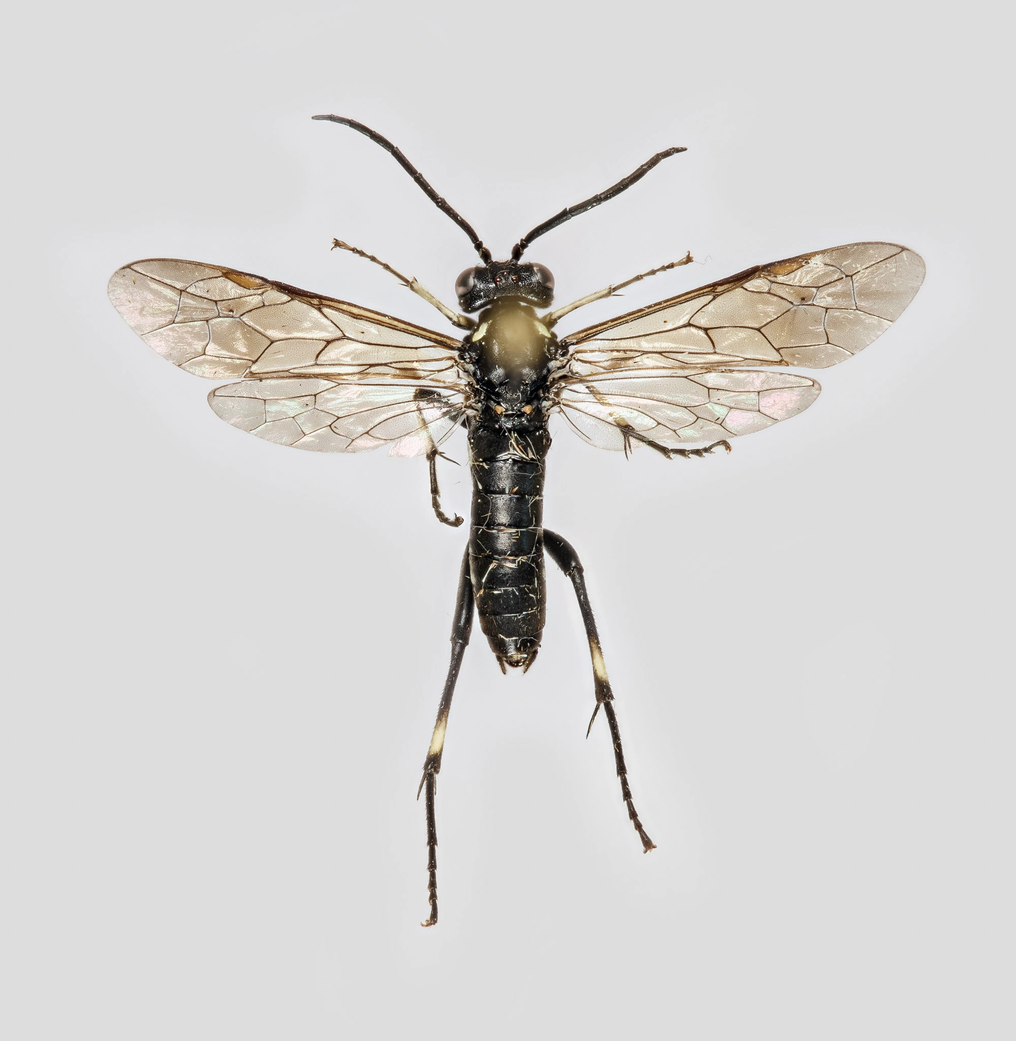 Plantevepser: Macrophya duodecimpunctata.