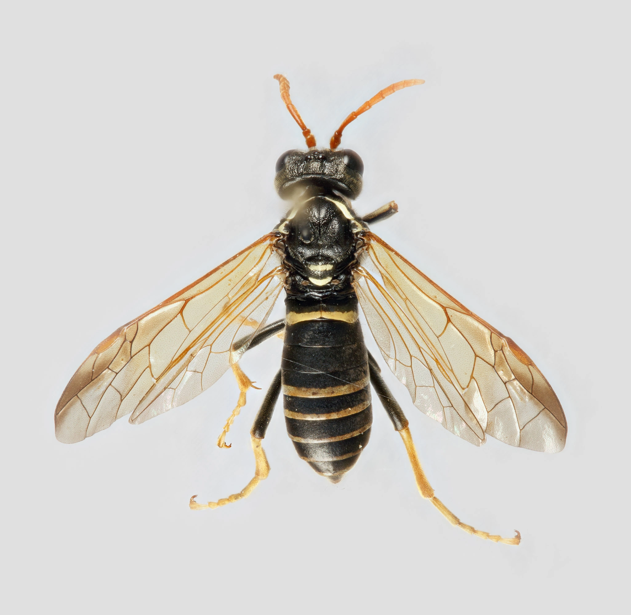 Vepser: Tenthredo scrophulariae.