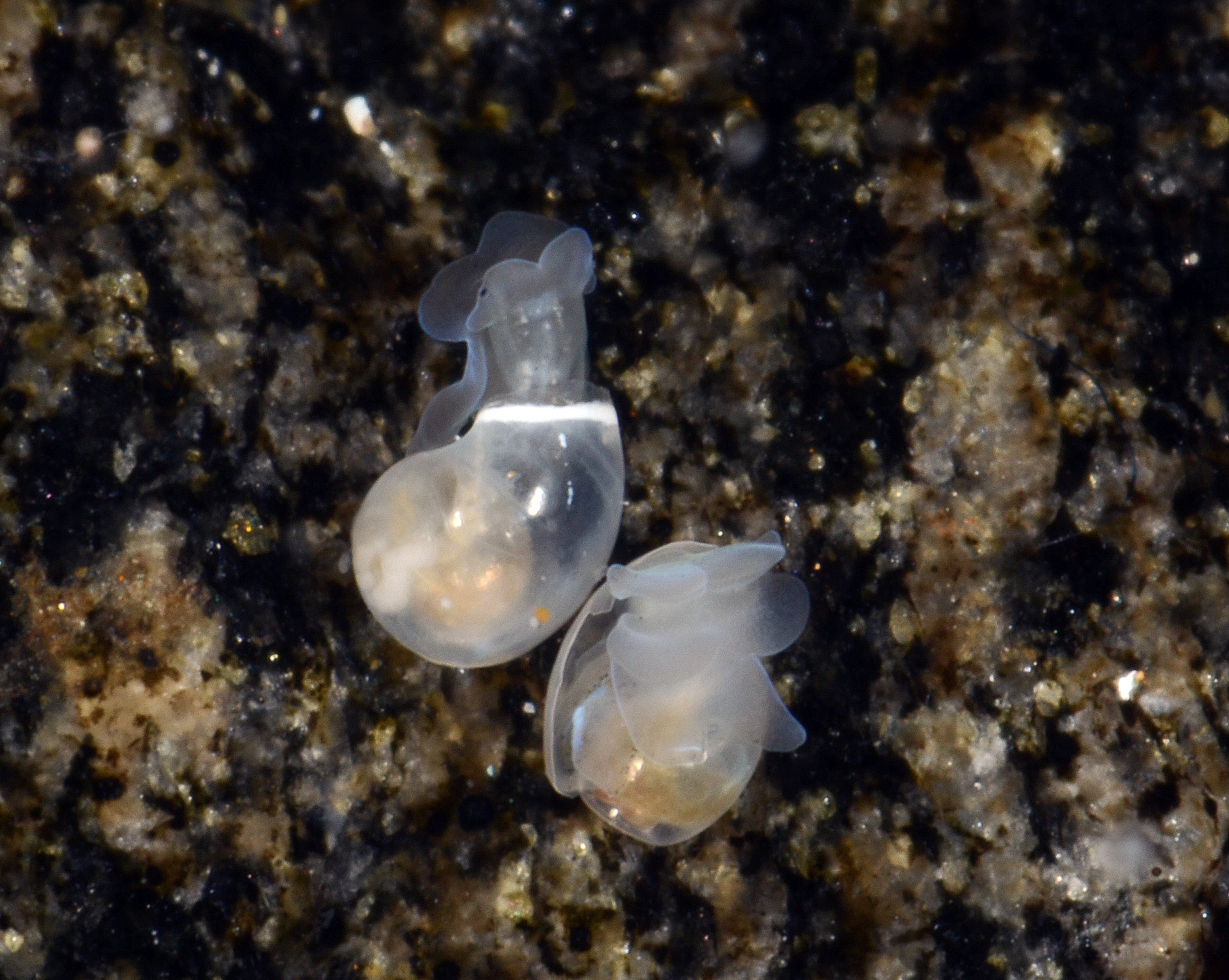 Boblesnegler: Diaphana globosa.