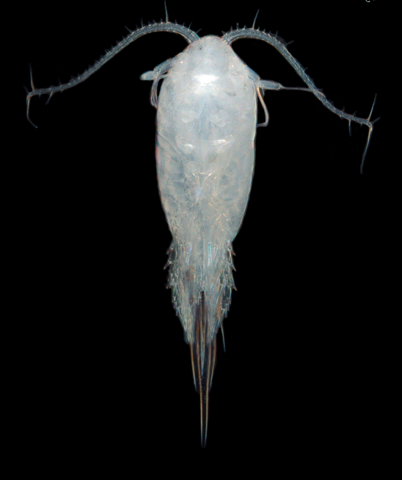 Hoppekreps: Tharybis macrophthalma.