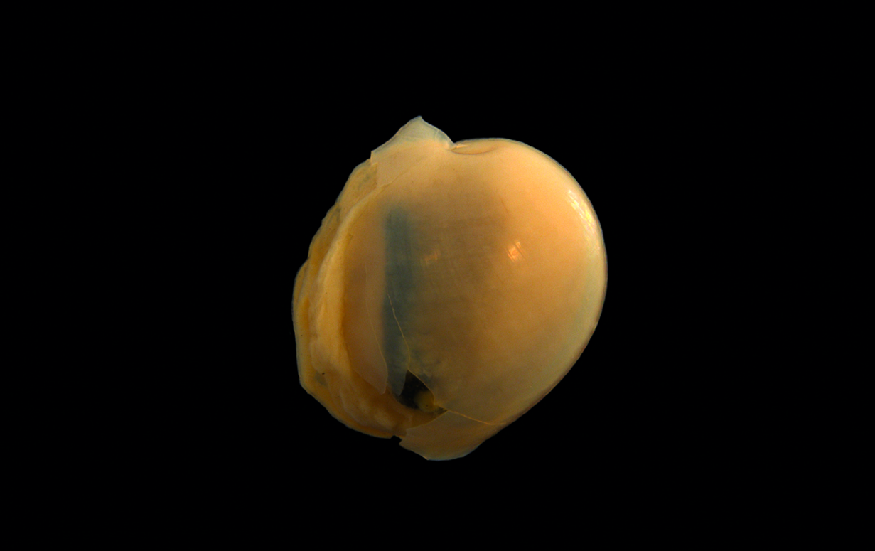 Bløtdyr: Diaphana hiemalis.