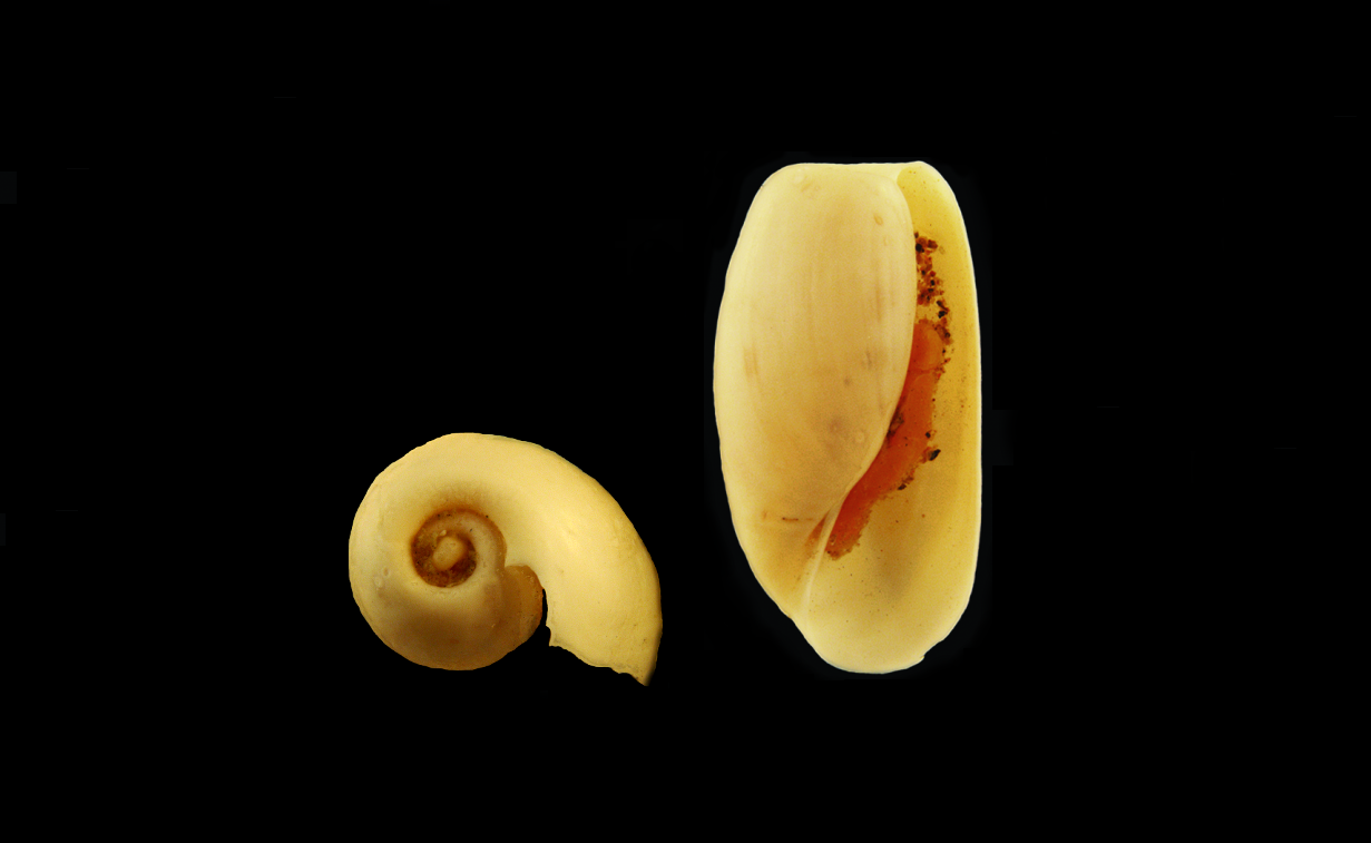 Bløtdyr: Diaphana lactea.