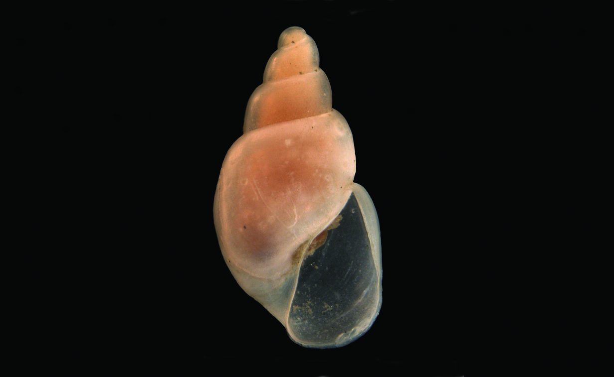 Bløtdyr: Toledonia limnaeoides.