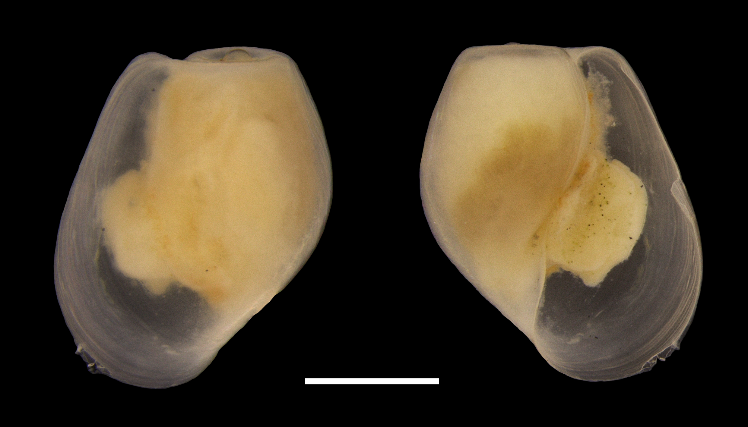 Boblesnegler: Diaphana minuta.