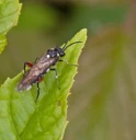 Plantevepser: Macrophya punctumalbum.