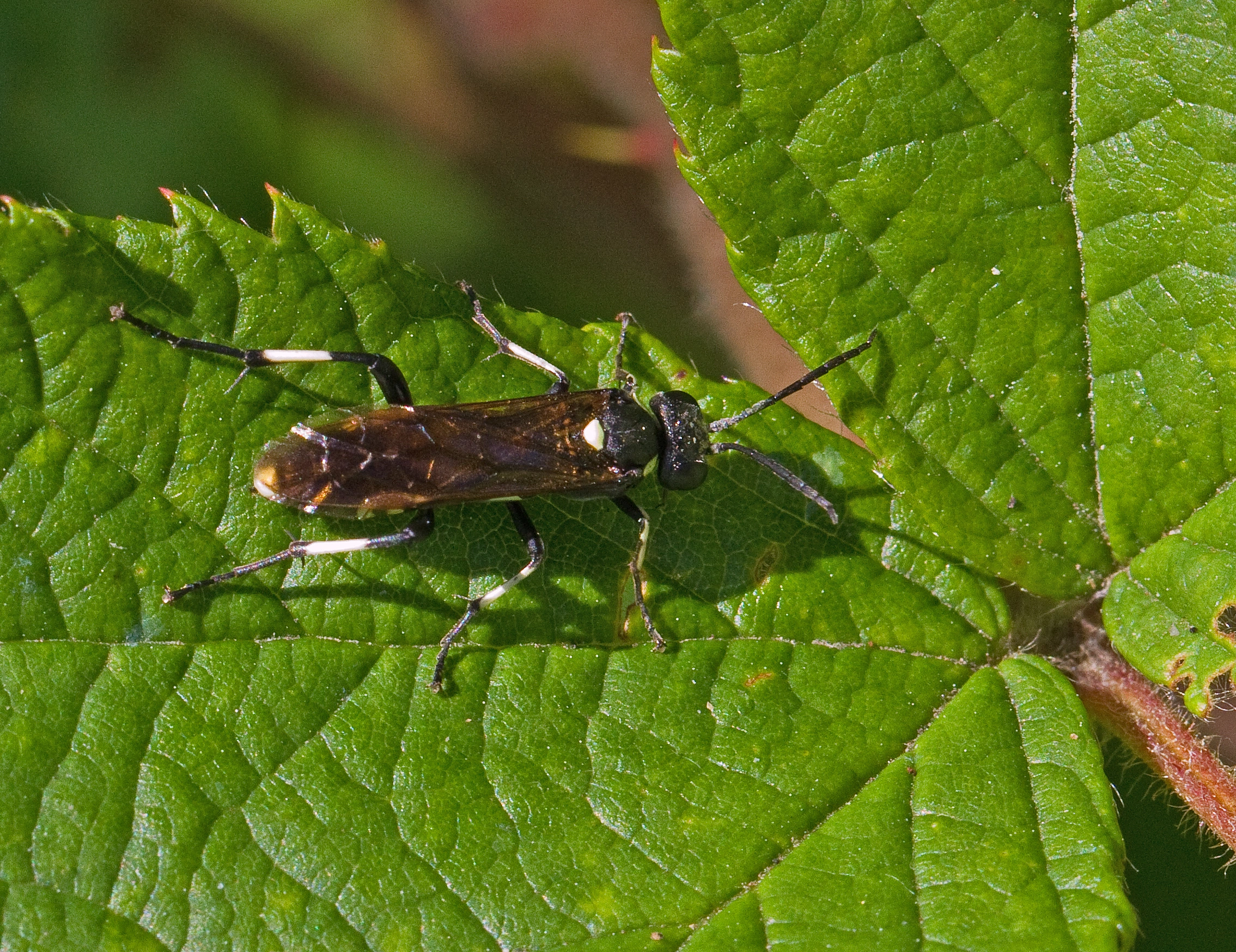 Vepser: Macrophya duodecimpunctata.