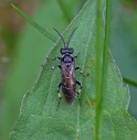 Plantevepser: Macrophya albicincta.