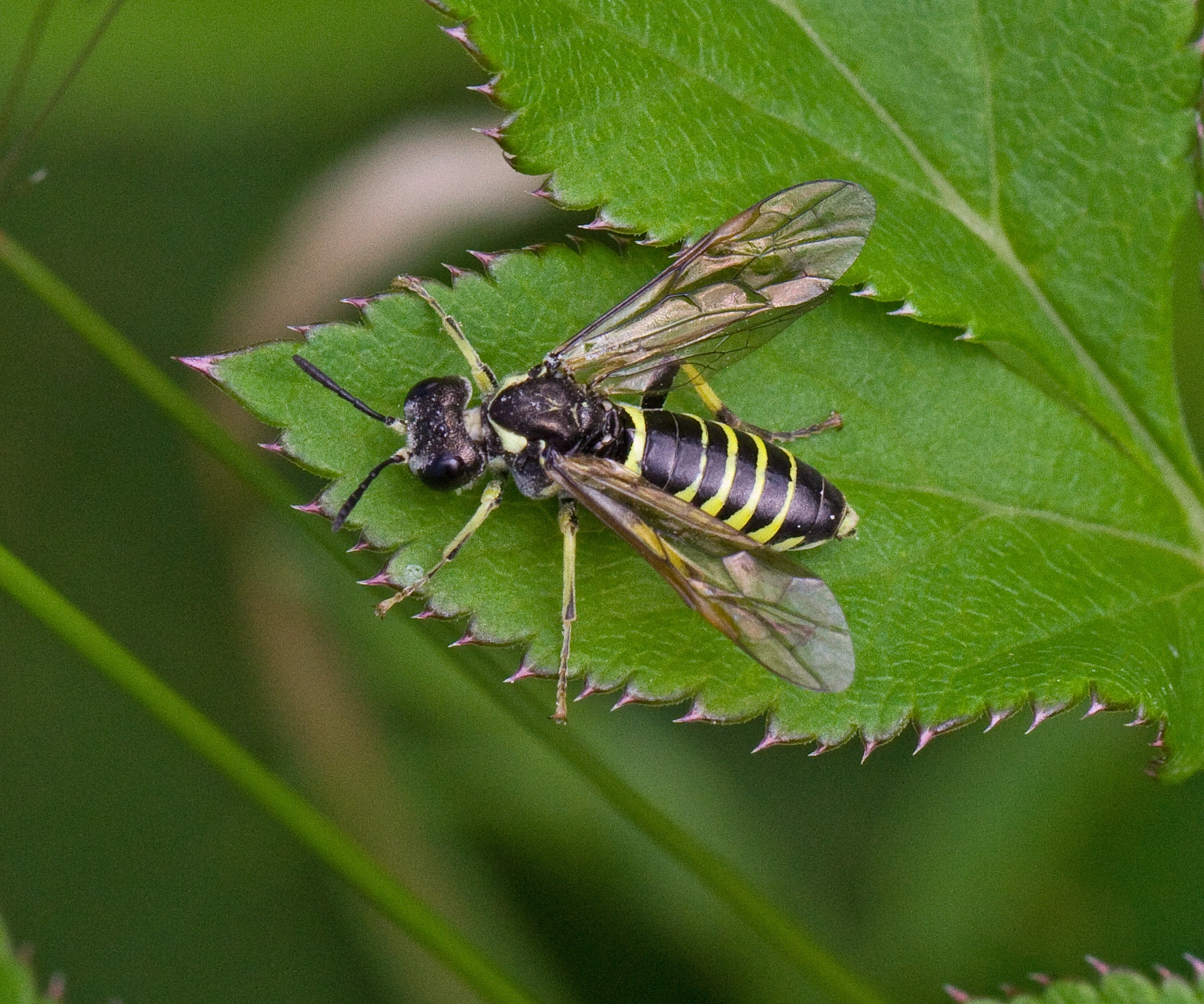 Plantevepser: Tenthredo notha.