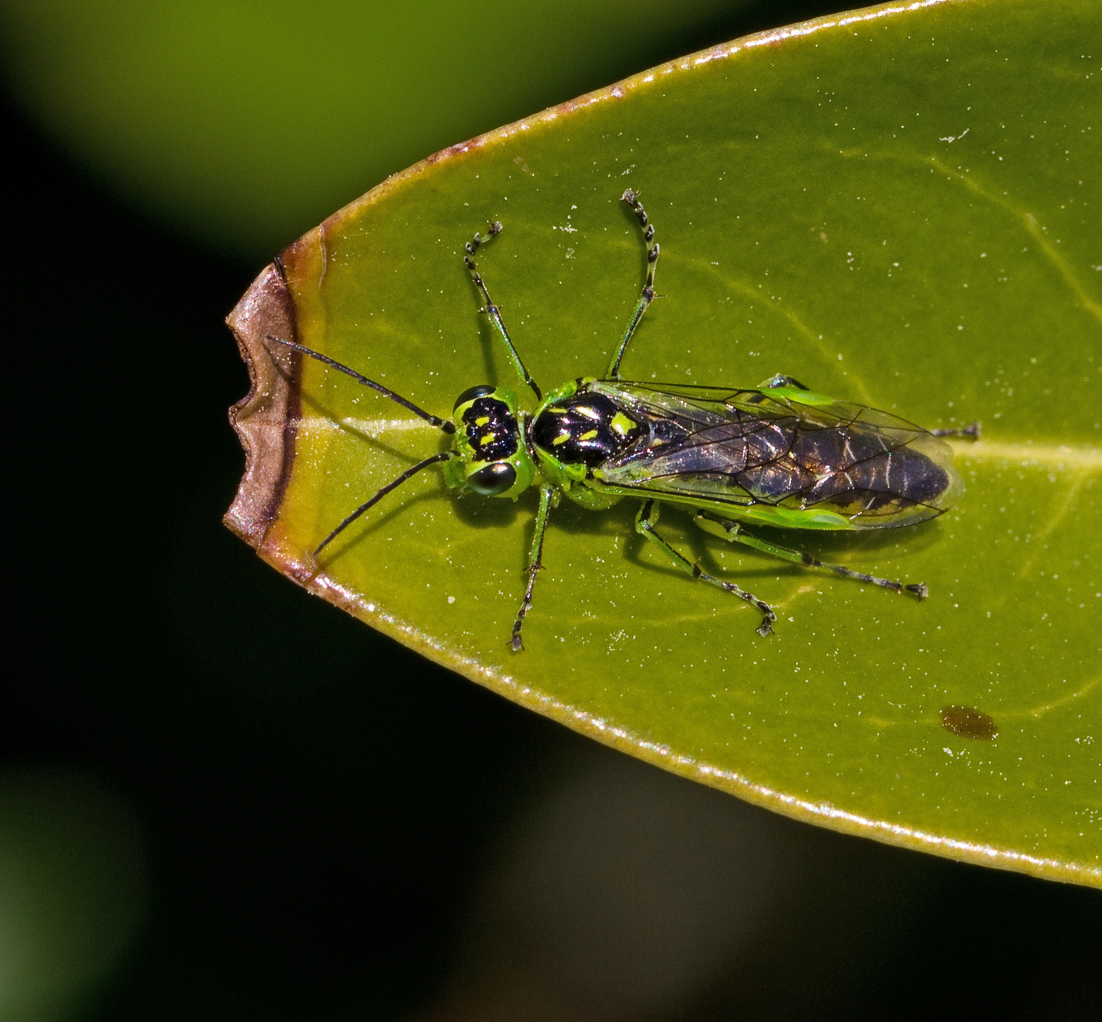 Vepser: Rhogogaster scalaris.