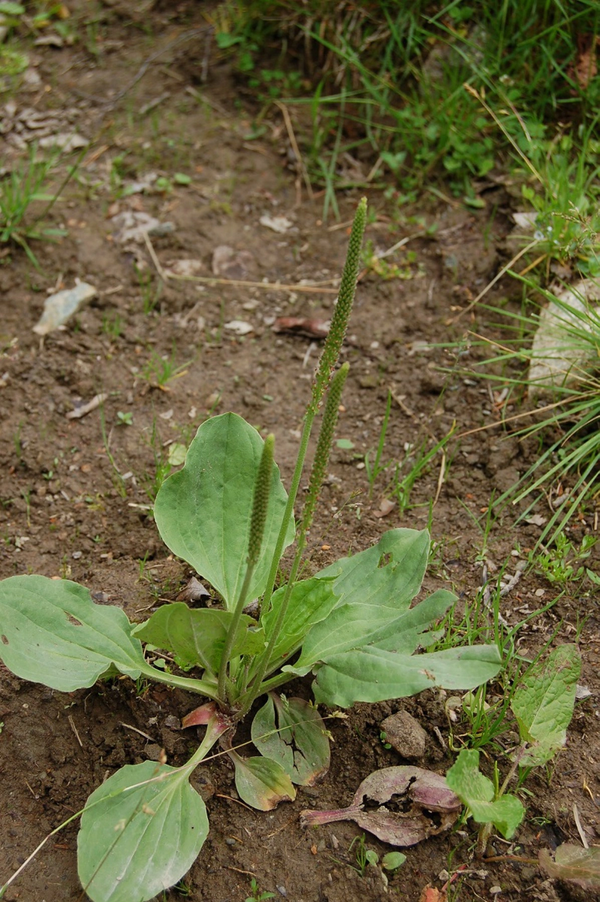 Ugrasgroblad.