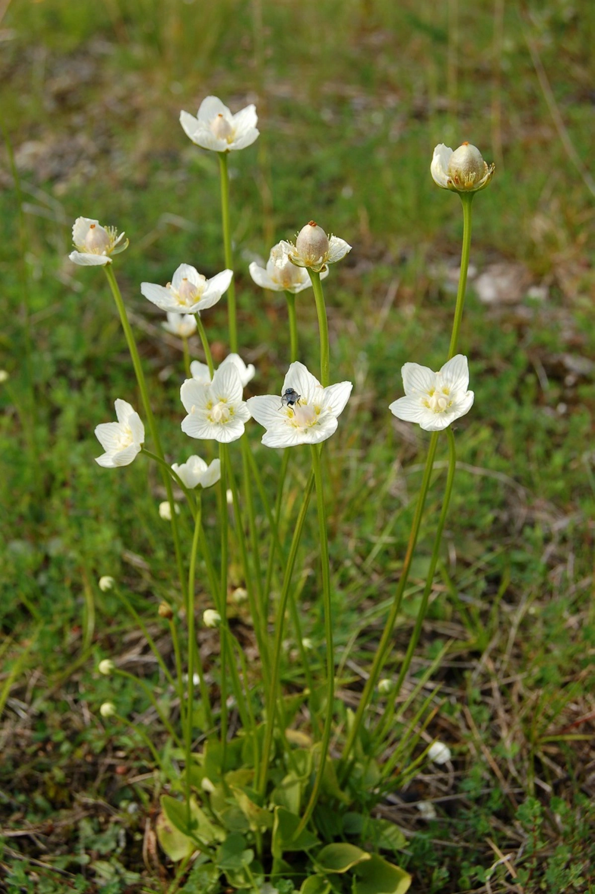 Jåblom.