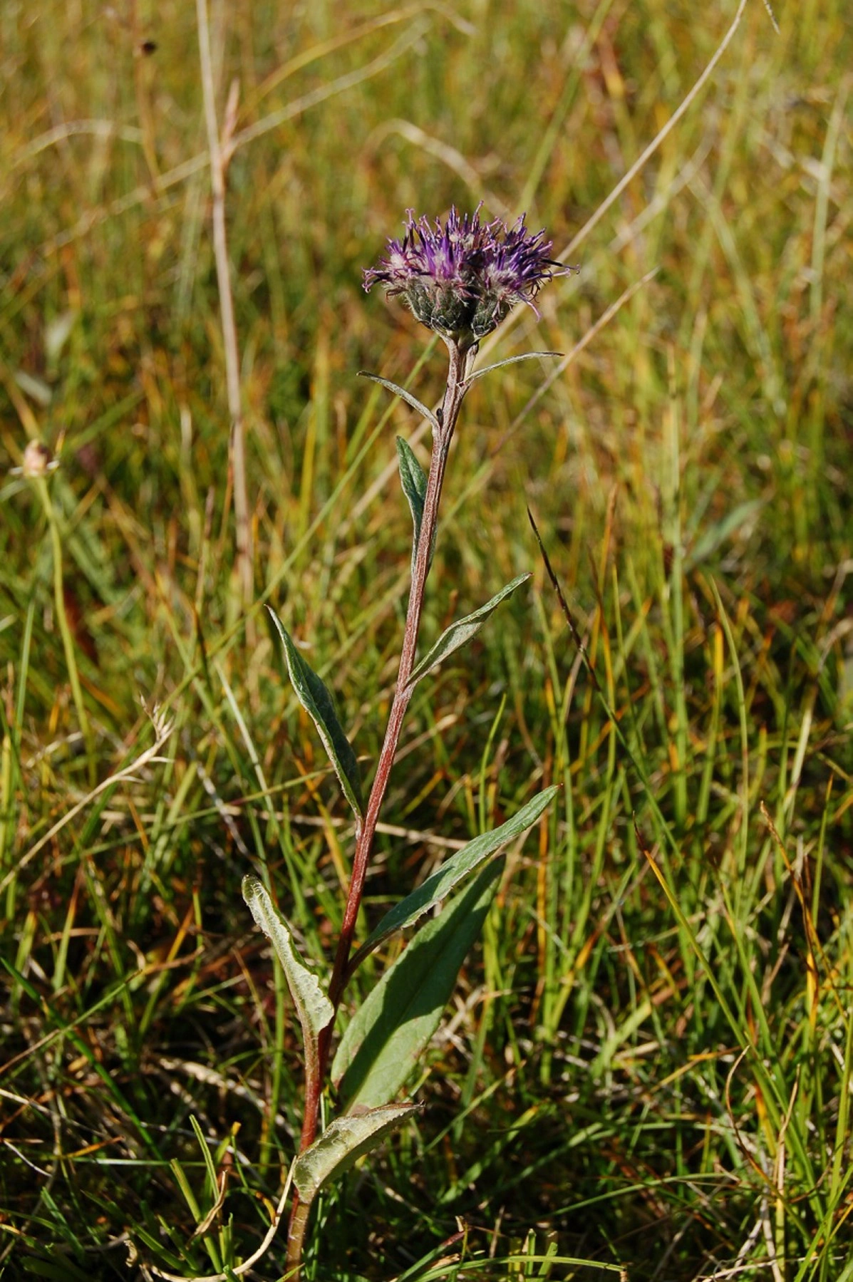 Fjelltistel.