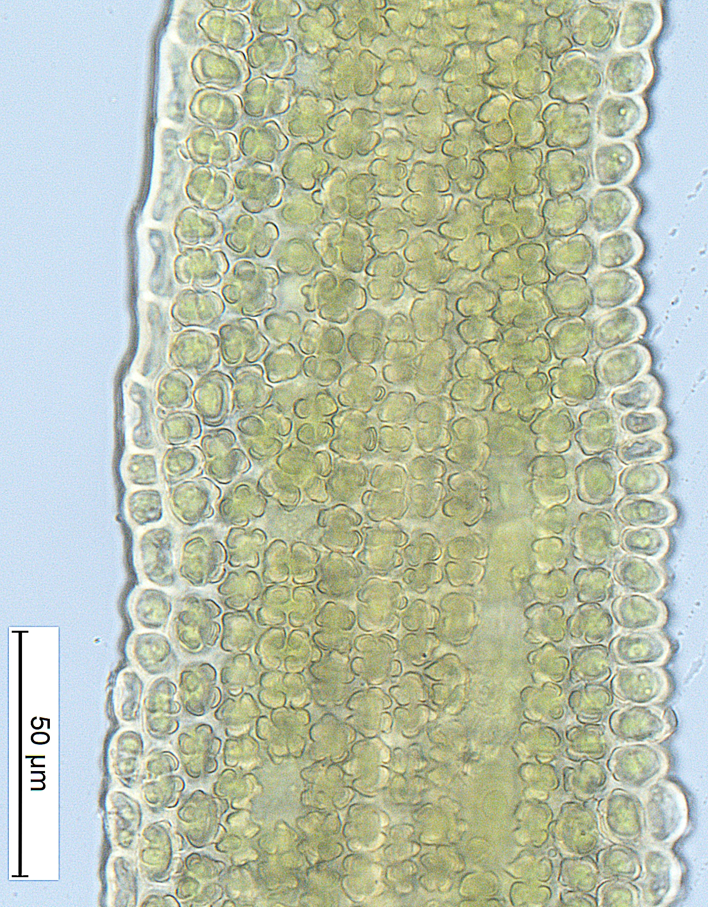 Bladmoser: Tortella bambergeri.