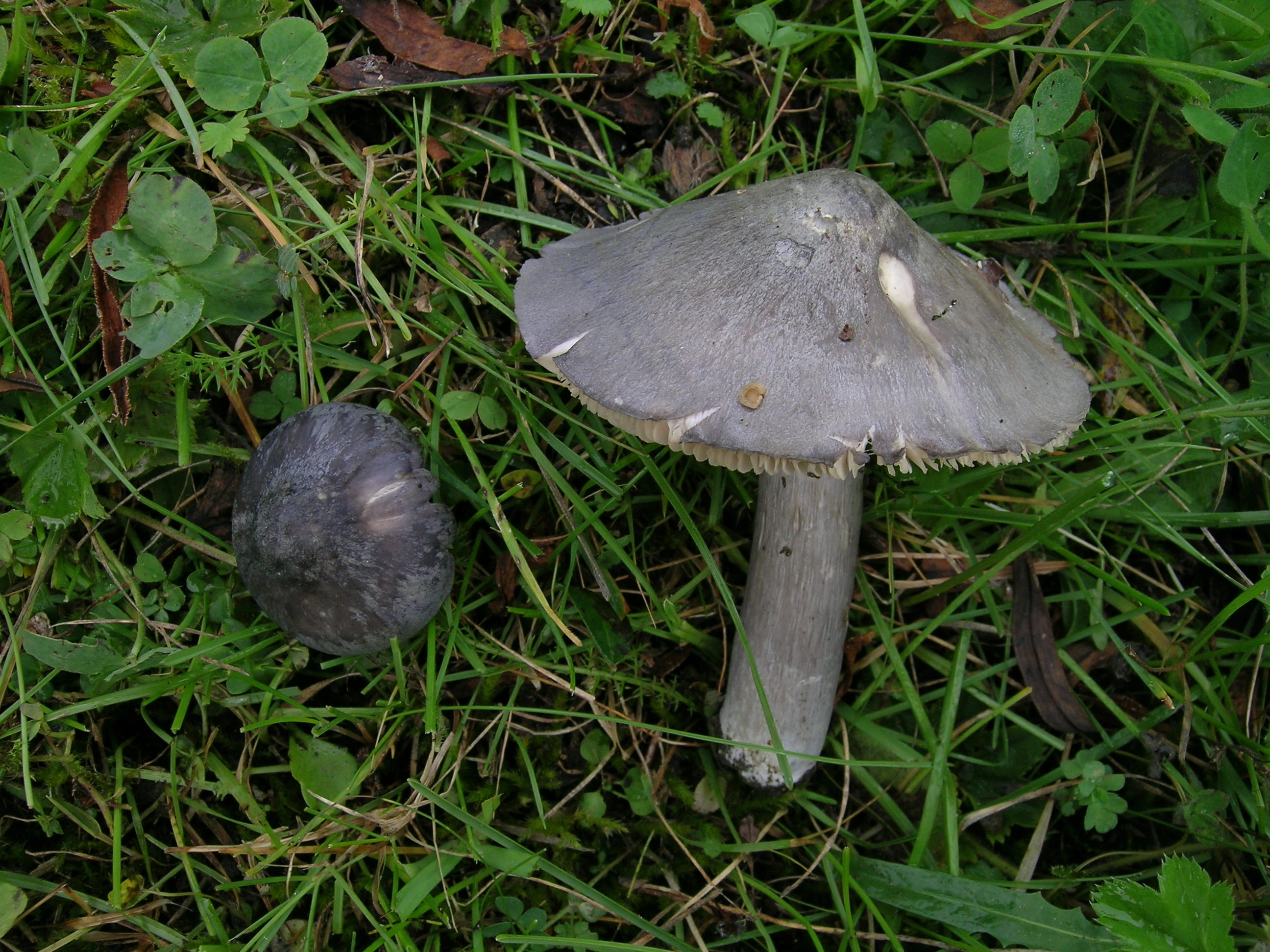 Hymeniesopper: Entoloma bloxamii.