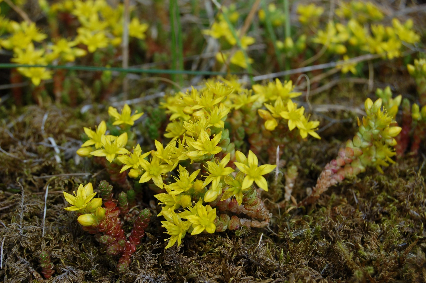 Bitterbergknapp.