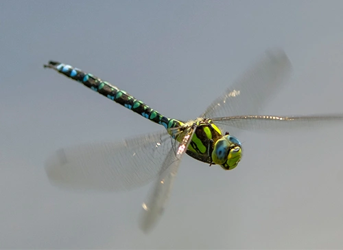 Blågrønnlibelle.