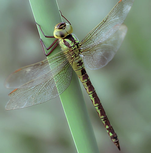 Vassaloelibelle.