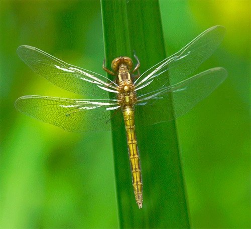 Småblålibelle.