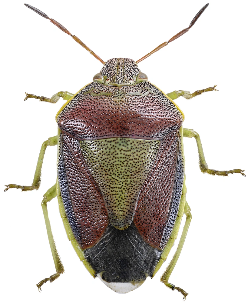 Nebbmunner: Piezodorus lituratus.