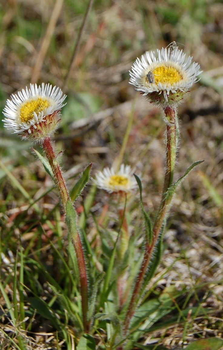 Fjellbakkestjerne.