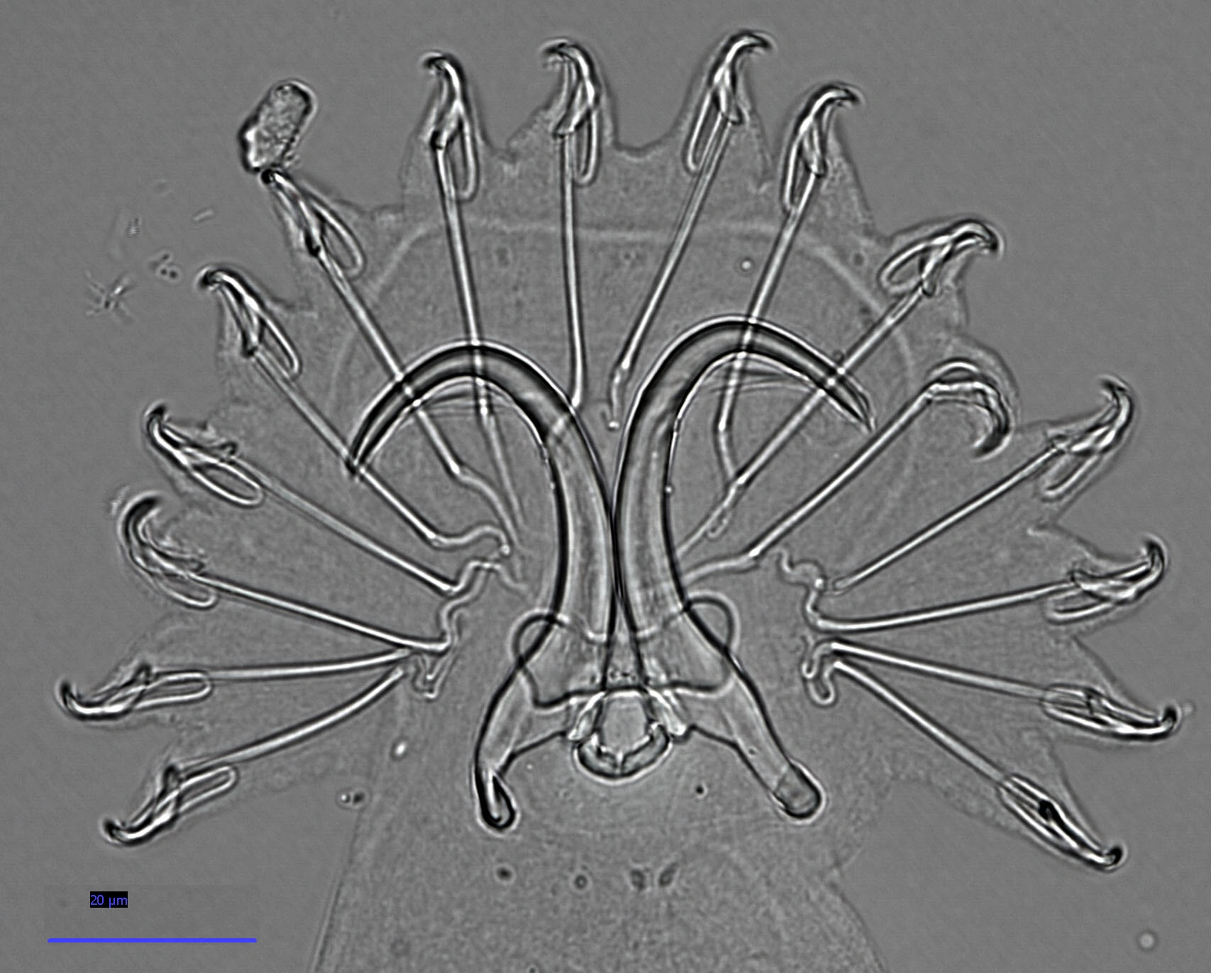 Flatormer: Gyrodactylus branchicus. Flatormer: Gyrodactylus rarus.